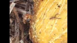 TINY Pseudoscorpion on boxthorn stump