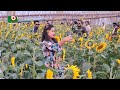 সূর্যমুখী চাষে কপাল খুলছে কৃষকদের sunflower sunflower cultivation boishakhi tv news