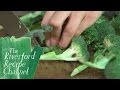 How to Cook Broccoli