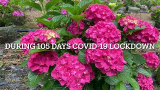 A review of a remotely controlled irrigation system for a hydrangeas farm during 105 days lockdown