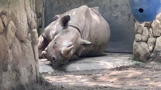 アルゴちゃんとマロくんのようすです【未公開編】【上野動物園】ヒガシクロサイ