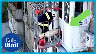 Ukraine: Heartbreaking moment terrified Labrador dog rescued in Mykolaiv