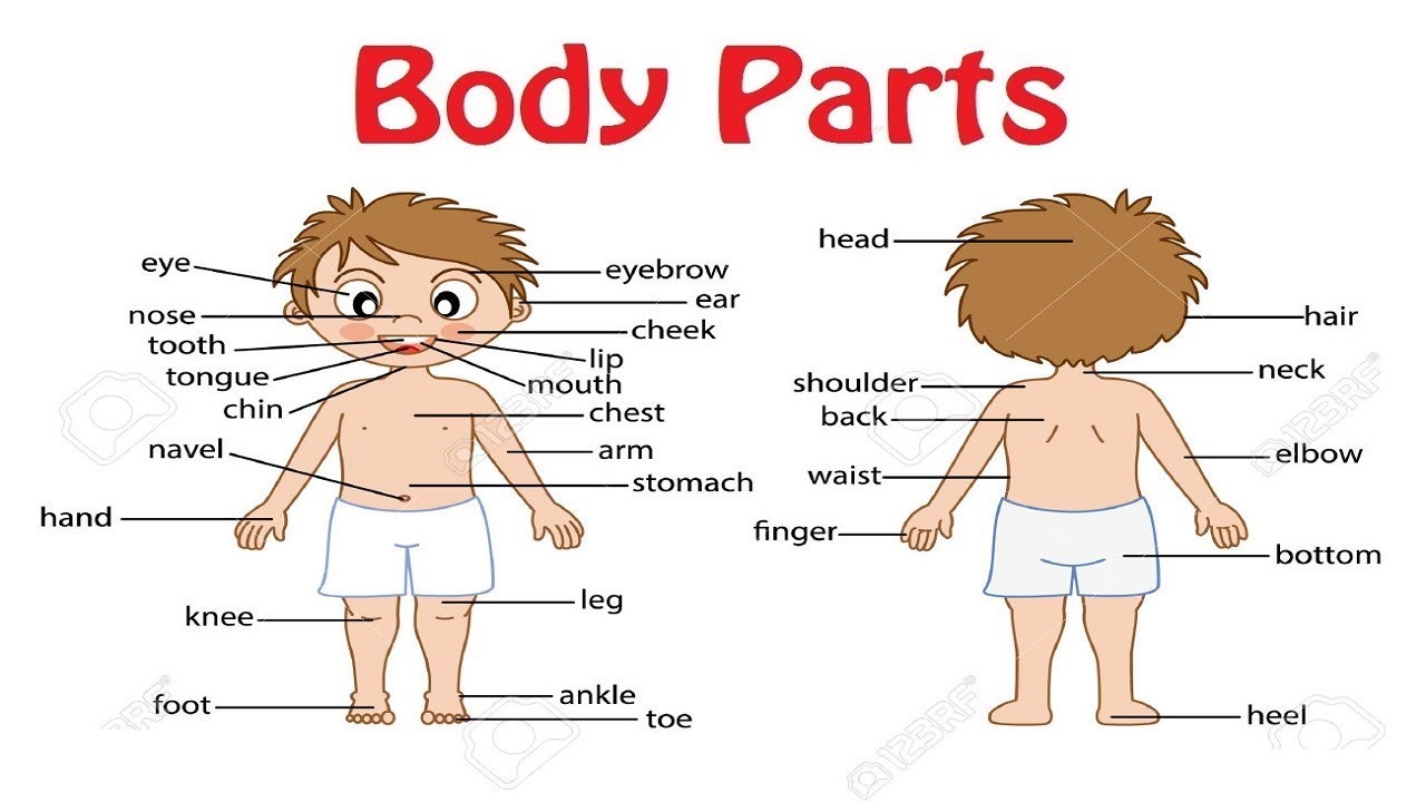 English 5000 Words With Pictures - Parts Of The Body Photos And English ...