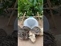 New Create DIY Quail Trap #Quail Trap #shorts NA #trapping #animaltrap #funny #birds