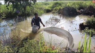 Cambodia Fishing: Amazing Catch Net Fishing at Battambang - Tradiotional Fishing in Khmer # 75