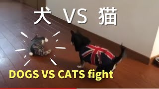 チワワ もも子 DOGS VS CATS fight