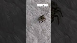 蜘蛛さんspider #虫撮りガール