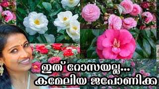 😱🔥🌺 കിക്കിടിലൻ കമേലിയ ചെടികൾ /Camellia Japonica Combo Offer