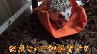 ハリネズミ、チョコちゃん初出産！Hedgehog's first birth