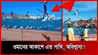 ওমানের আকাশে এত পাখি, অবিশ্বাস্য!। Birds in the skies of Oman । Probash Time