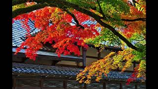 感激を求めて　大本山　永源寺の紅葉　11月10日　滋賀県東近江市