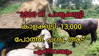 പശുക്കുട്ടി 3,500ന് | കാളക്കുട്ടി 13,000 പോത്ത്, പശു, ആട് എന്നിവയും |@kannukalikal