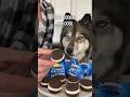 How To Make Oreo Cookies For Dogs! #shorts