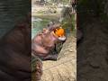 Hungry Hippos enjoying pumpkin treats#Shorts