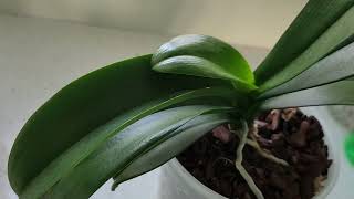 How I clean my orchids leaves.