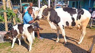 @আজ ২৯/১১/২৪ | উন্নত জাতের দুধের গাভী ও বাছুর গরুর দাম | আমবাড়ী হাট |দিনাজপুর