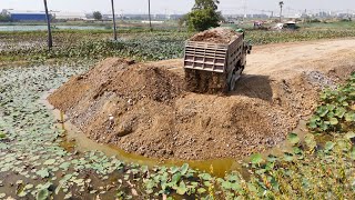 Update Project.!! Technique Processing 5T Dump Trucks And D31p KOMATSU Dozer filling Flooded land.