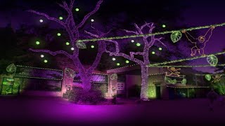 Walk through Starry Safari at the annual San Antonio Zoo Lights