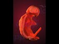 fetal development stages 3d animation