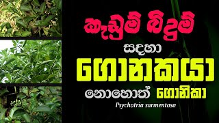 කැඩුම් බිදුම් වලට ගොනකයා - Psychotria sarmentosa