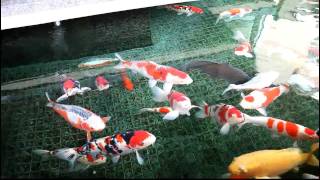 koi360.com: Koi Pond as always in front of Izumiya