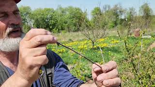 Как привить вишню, чтобы прижилась