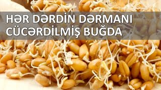 Hər dərdin dərmanı cücərdilmiş buğda