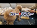 サプライズプレゼントに最適🎶世界に一つだけの愛犬のチロルチョコを作ってみた