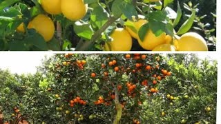 Magical Gold of Makueni County || Pixie Orange Seedlings With Fruits Developed