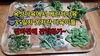 베란다 다육 35일차 웃자란 다육이들 장마전에 관리~/Management of the succulent before the rainy season