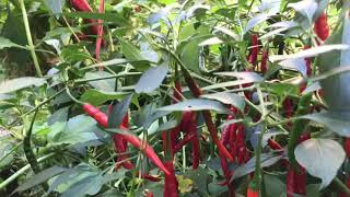 ម្ទេស​ពូជផ្លែវែងៗ​ Hot Cayenne Pepper 🌶