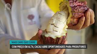 Mais caro que cobre | Com preço em alta, cacau abre oportunidades para produtores | Canal Rural