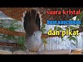 Perkutut lokal gacor suara kristal yang banyak di pakai untuk pancingan.