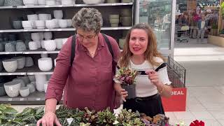 Ayşe Belçika’ya geldi ve ayağının tozuyla Floralux’teyiz #vlog #flowers #belgium #floralux