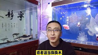 观赏鱼为什么会缩鳍，具体有哪些表现和原因？