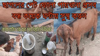 ছাগলের পেট ফোলা রোগের চিকিৎসা | ছাগলের পেটে গ্যাস হলে করণীয় | ছাগলের পেট ফাঁপা ঘরোয়া চিকিৎসা