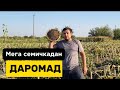 3 -қисм. Барча маьлумотларни бериб борамиз #mega #pista #agro #bugun_agro #fermer #issiqxona