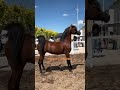 wow best wild horses mare revolutionizing young foals future stallions horses 5