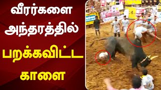 வீரர்களை அந்தரத்தில் பறக்கவிட்ட காளை | Madurai Palamedu Jallikattu 2021| Vendhar TV | பாலமேடு