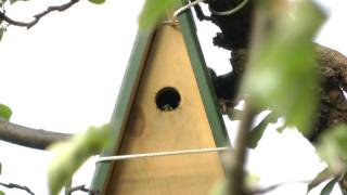 3 Blaumeisenbabys verlassen ihr Nest