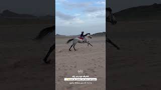 انطلاقات جود وقمرا تدرس 😍 ما شاء الله #جود_اصغر_خياله #horse  #ليبيا #خيل_المغرب #اكسبلور اصغر خيال