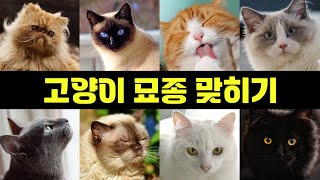 [묘종 맞히기 퀴즈] 고양이 품종 20종 모두 맞히면 집사력 만렙 | 3초 | 동물퀴즈