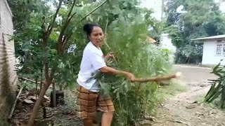 nebang pohon pete cina || aktivitas irt di kampung #kampungsembilan