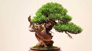 96th Kokufu Bonsai Show Japan Shohin \u0026 Chuhin displays Part 1\u00262