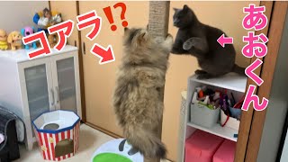 【DIY】キャットポールを作ってみた！ねこちゃんズ大喜び【ブリティッシュショートヘア、スコティッシュフォールド、ペルシャ】木登り、キャットタワー