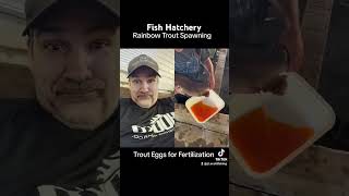 Fish Hatchery Trout Spawning 😯 #trout #hatchery #rainbow #spawning #fertilization #breeding #fish