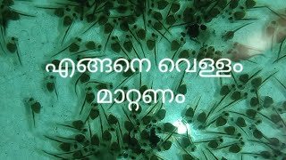 വെള്ളം മാറ്റുമ്പോൾ ഓസ്കാർ \u0026എയ്ഞ്ചൽ കുഞ്ഞുങ്ങളിൽ നോക്കേണ്ട കാര്യം