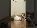 ねずみに突進される猫 shorts 猫動画 猫