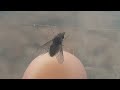 Dryandra Woodlands Bee-fly