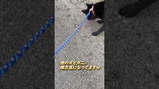 【甲斐犬】カニ踏んじゃった！#shorts